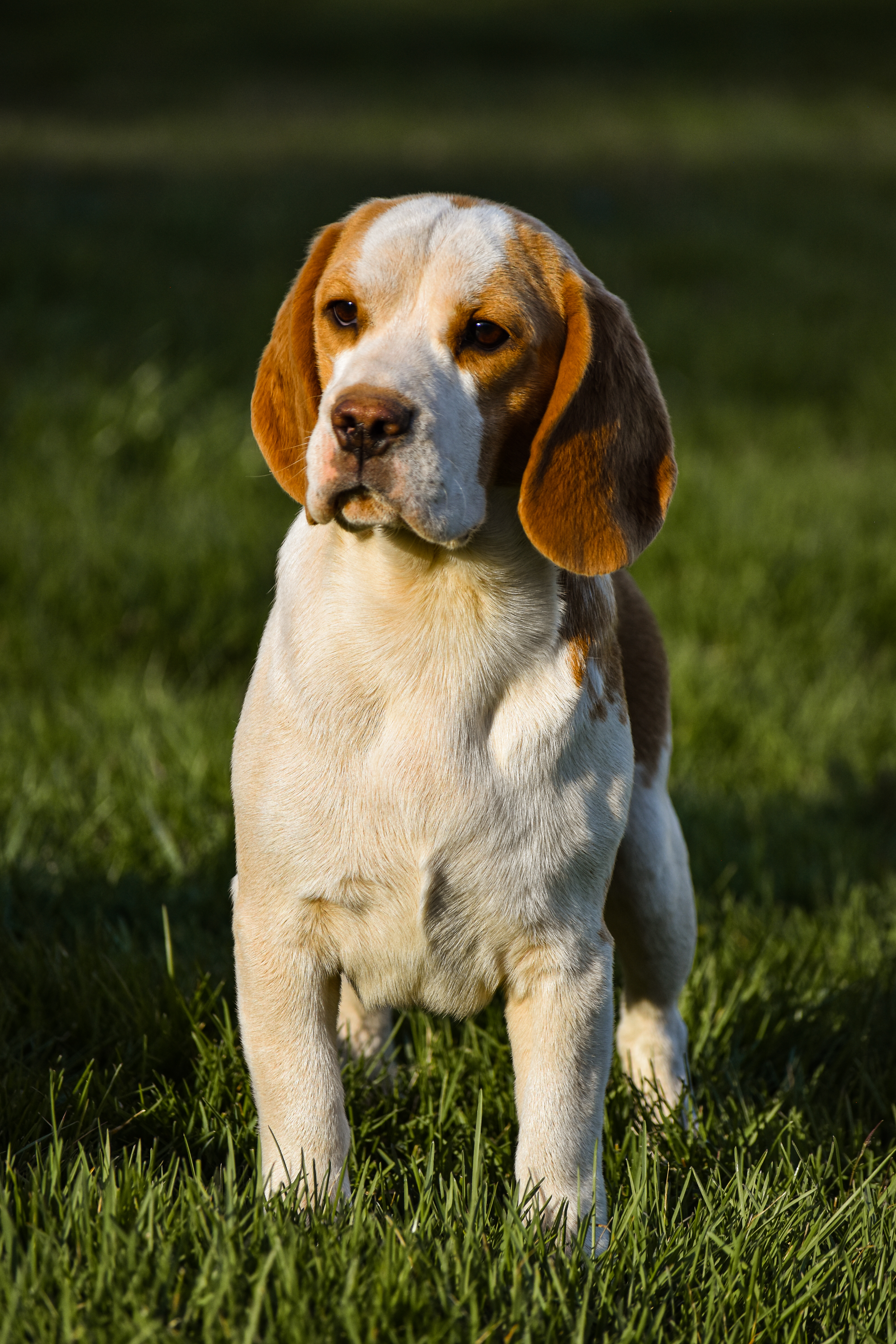 Beagles – Folklore Kennels